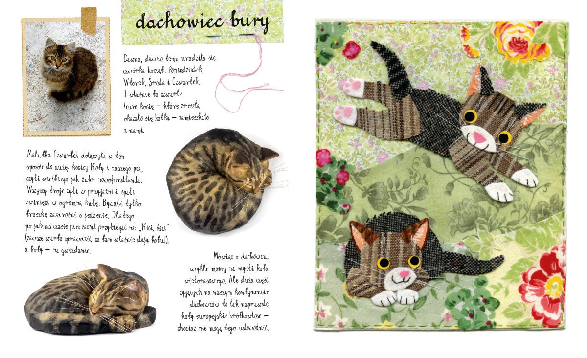 Książka Mały atlas kotów i kociaków