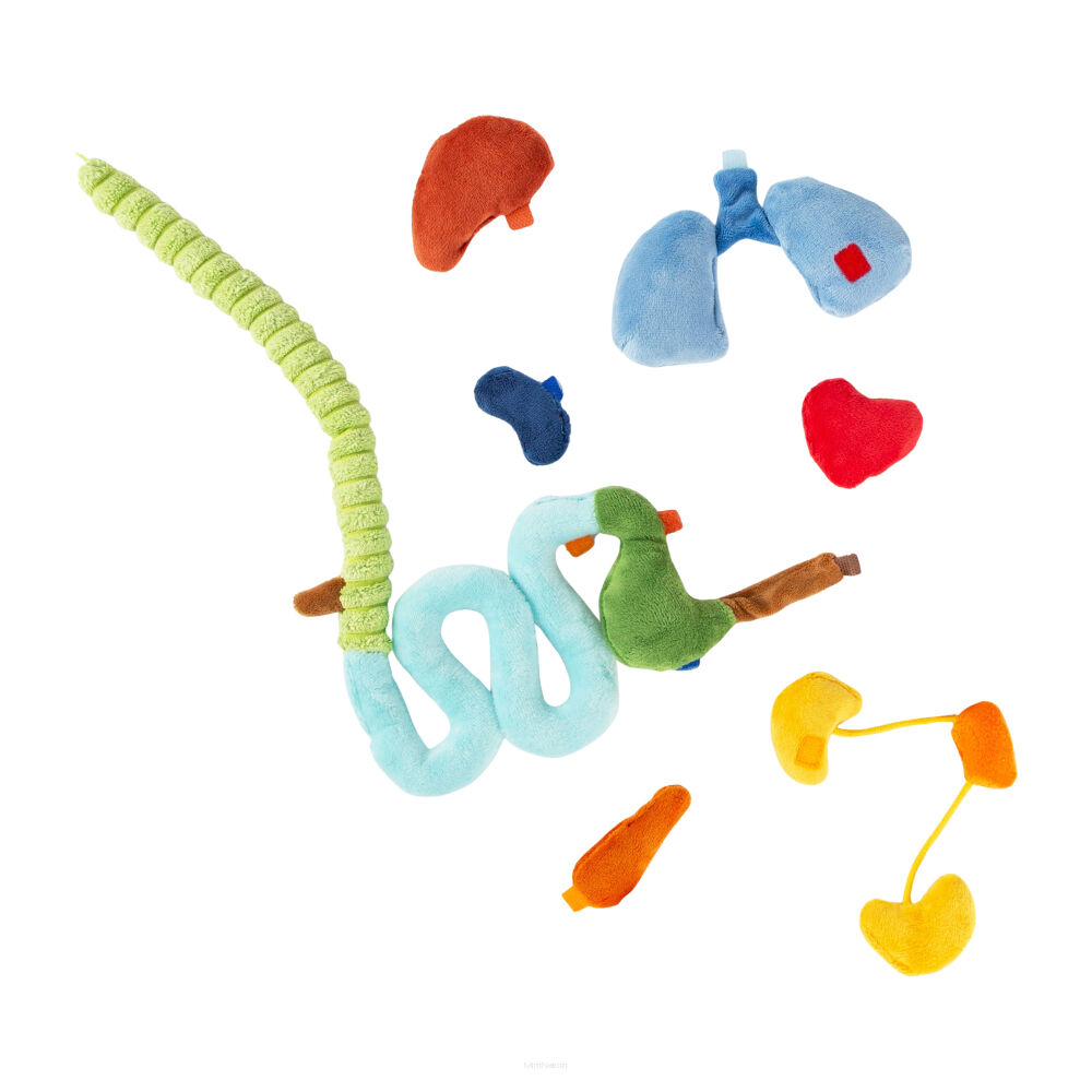 Mały Pacjent Erwin – edukacyjna lalka do nauki anatomii – Sigikid